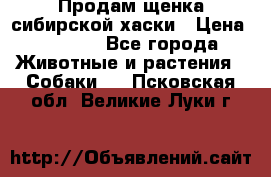 Продам щенка сибирской хаски › Цена ­ 8 000 - Все города Животные и растения » Собаки   . Псковская обл.,Великие Луки г.